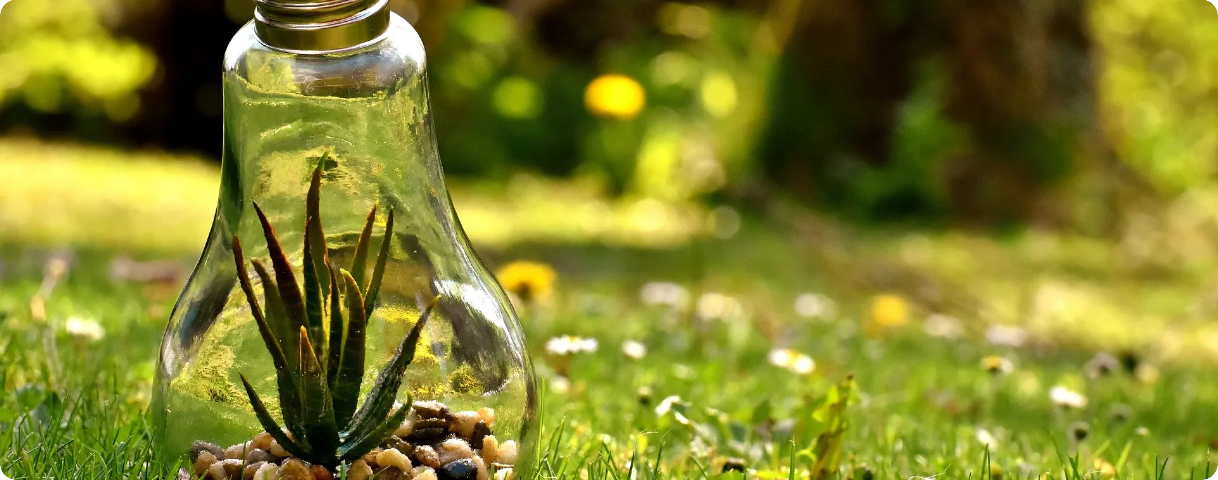 A clear glass lightbulb repurposed as a mini terrarium, containing a small succulent plant and pebbles, sitting on green grass with blurred yellow and white flowers in the background.